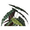 Sztuczna roślina Begonia 39 cm jak prawdziwa - 5903754802898
