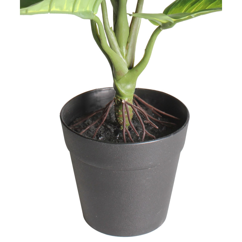 Szt. kwiat w doniczce DIFENBACHIA - 35cm - zielony - 5908262440136