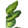 Szt. kwiat w doniczce DIFENBACHIA - 35cm - zielony - 5908262440136