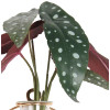 Sztuczny kwiat w doniczceBEGONIA30